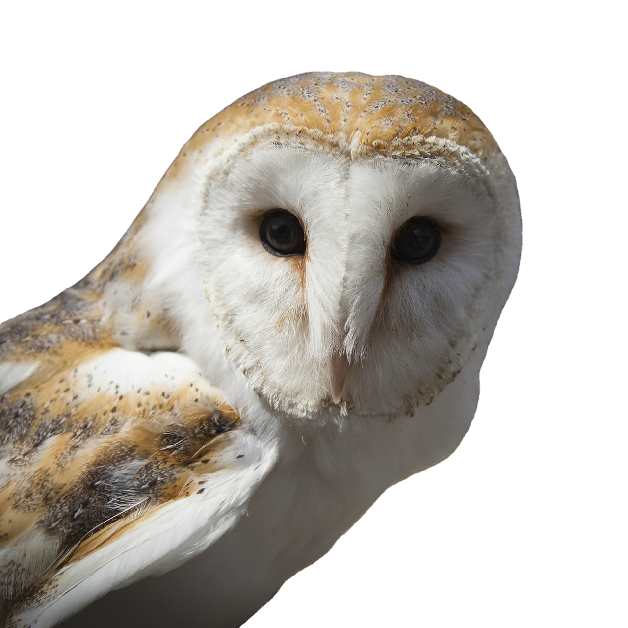 Image - owl eagle owl barn owl bird