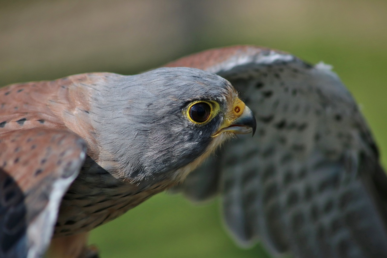 Image - male kestrel bird of prey wild male