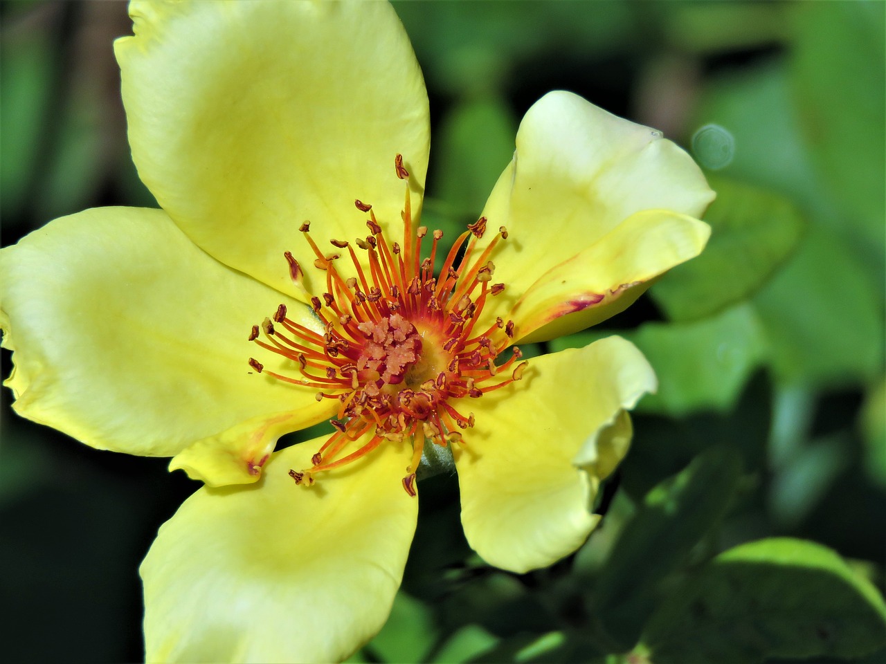 Image - flower yellow rust garden