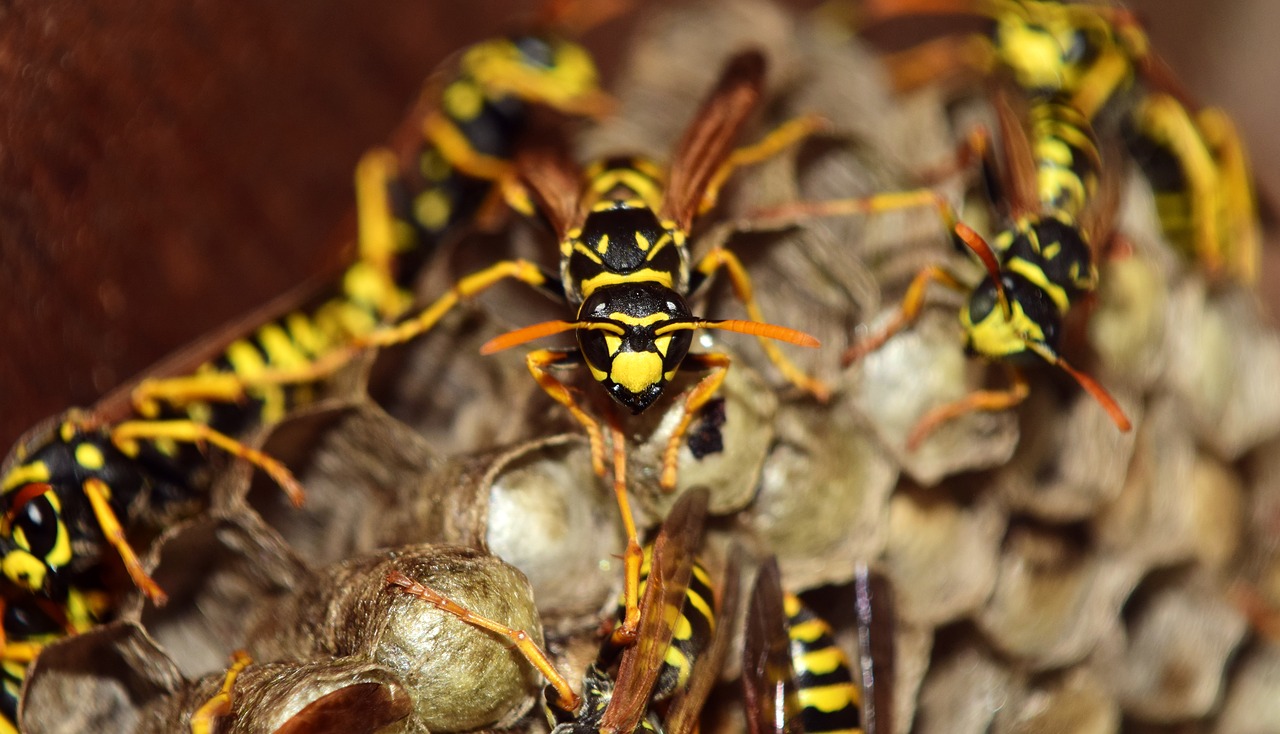 Image - wasps the hive combs nest animal