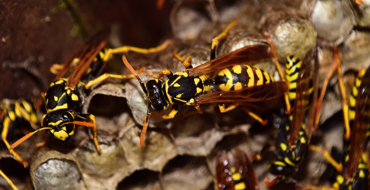 Image - wasps the hive combs nest animal