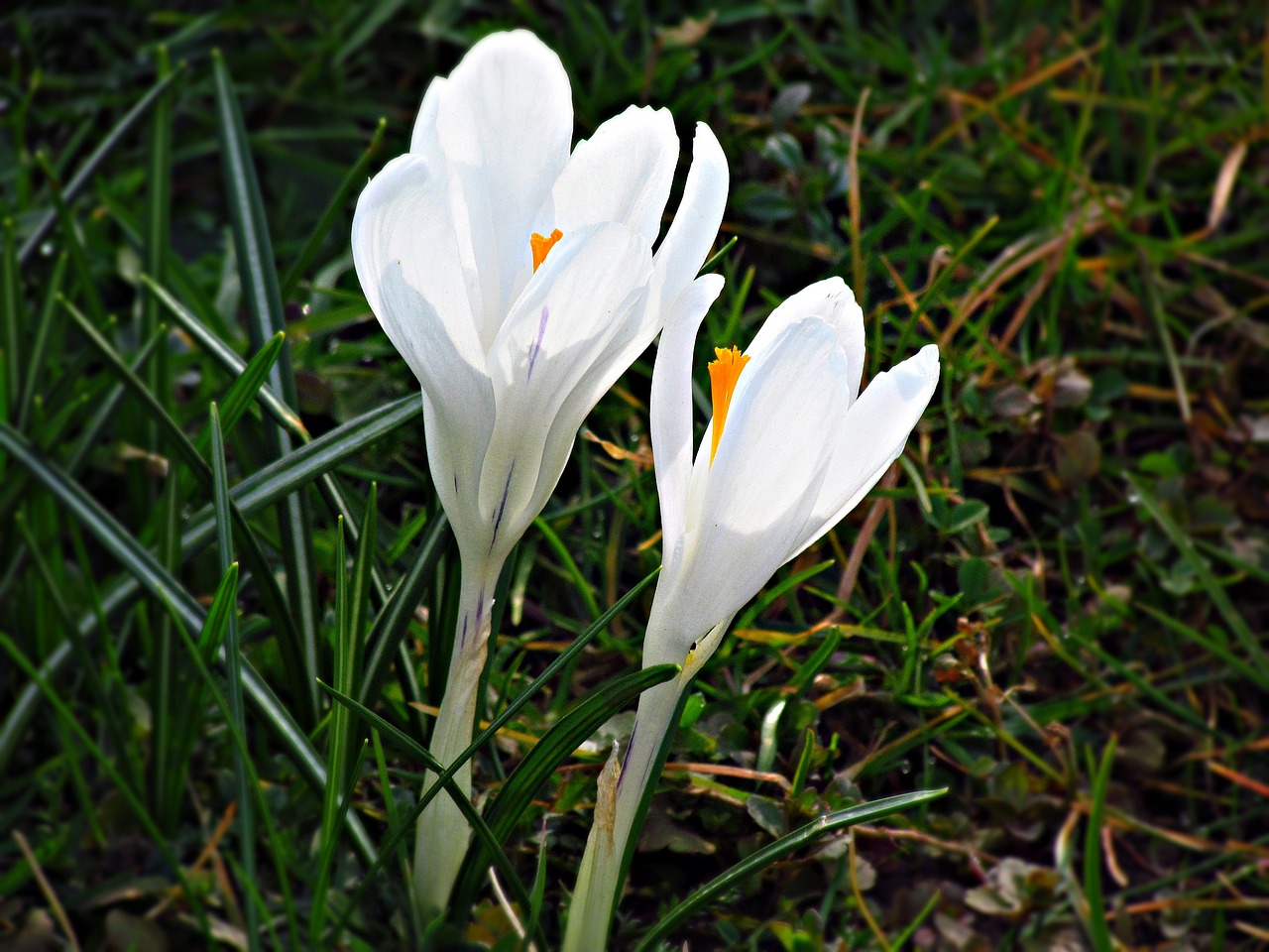 Image - krokus spring biel flowers garden