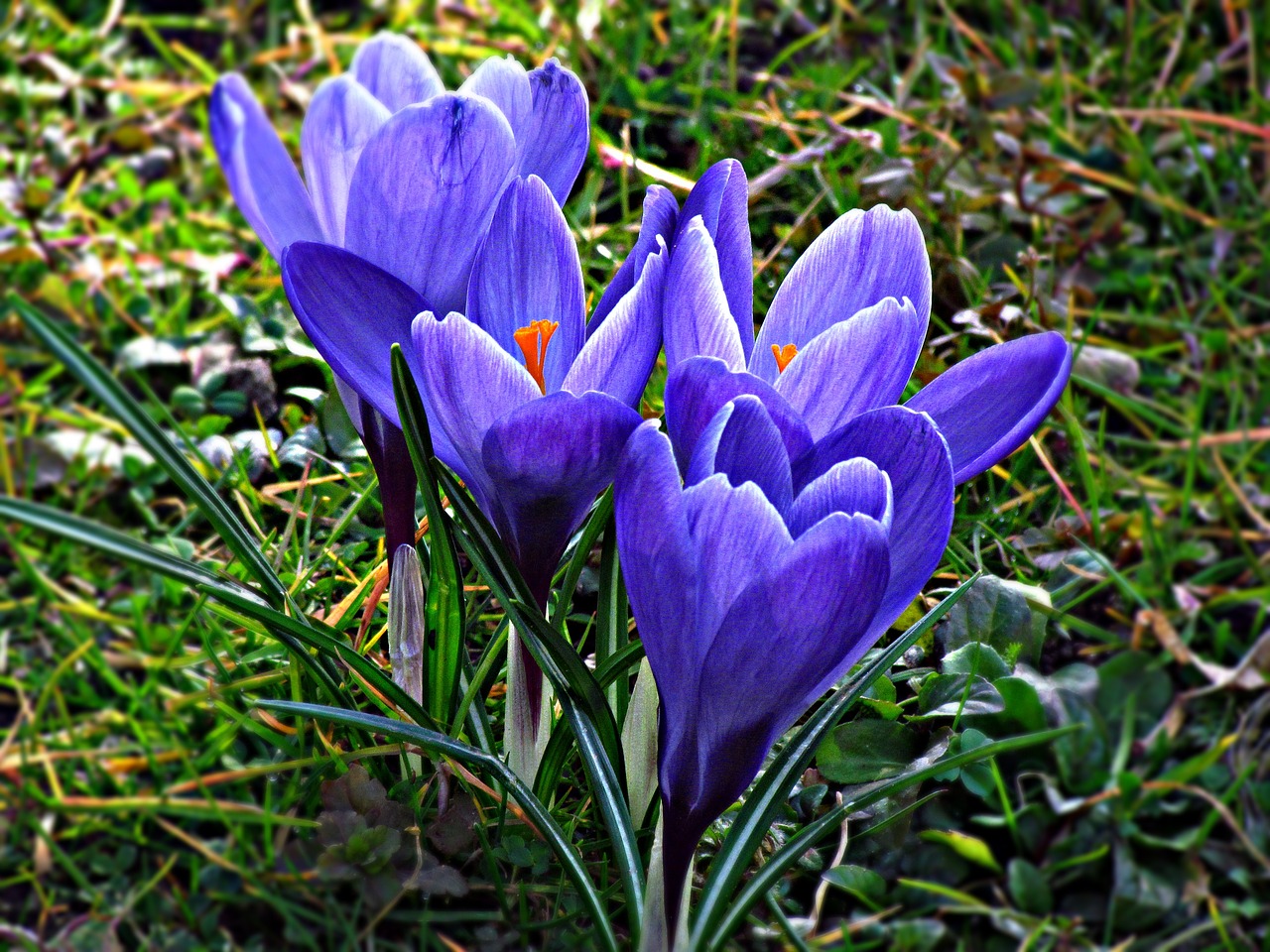 Image - krokus flower violet spring nature