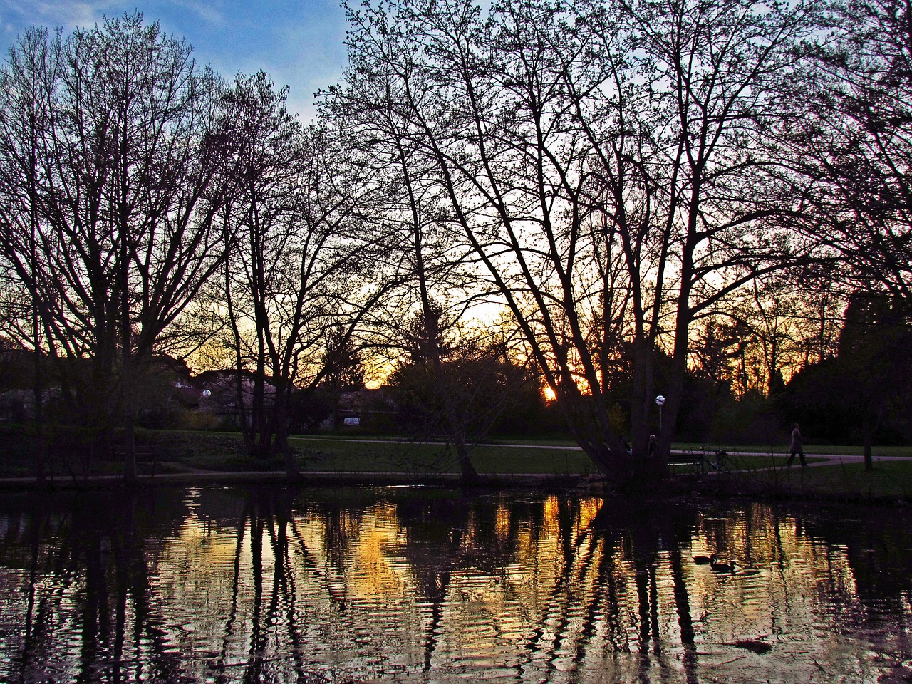 Image - pond water tree west the sun