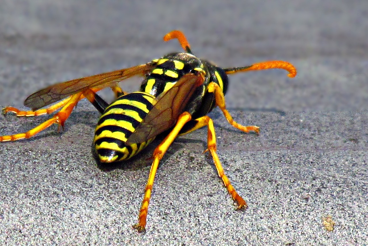 Image - insect strips yellow nature meadow
