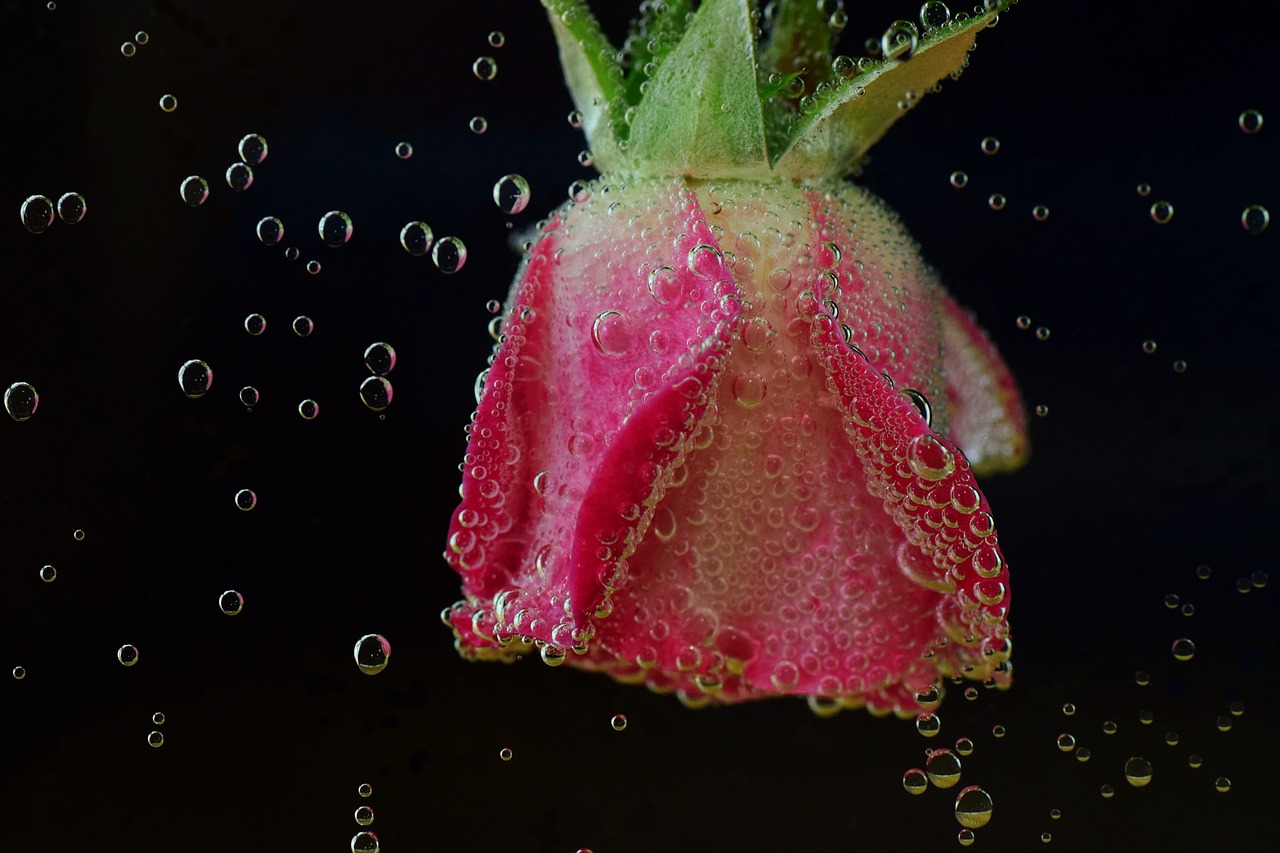 Image - rose underwater water blubber blow