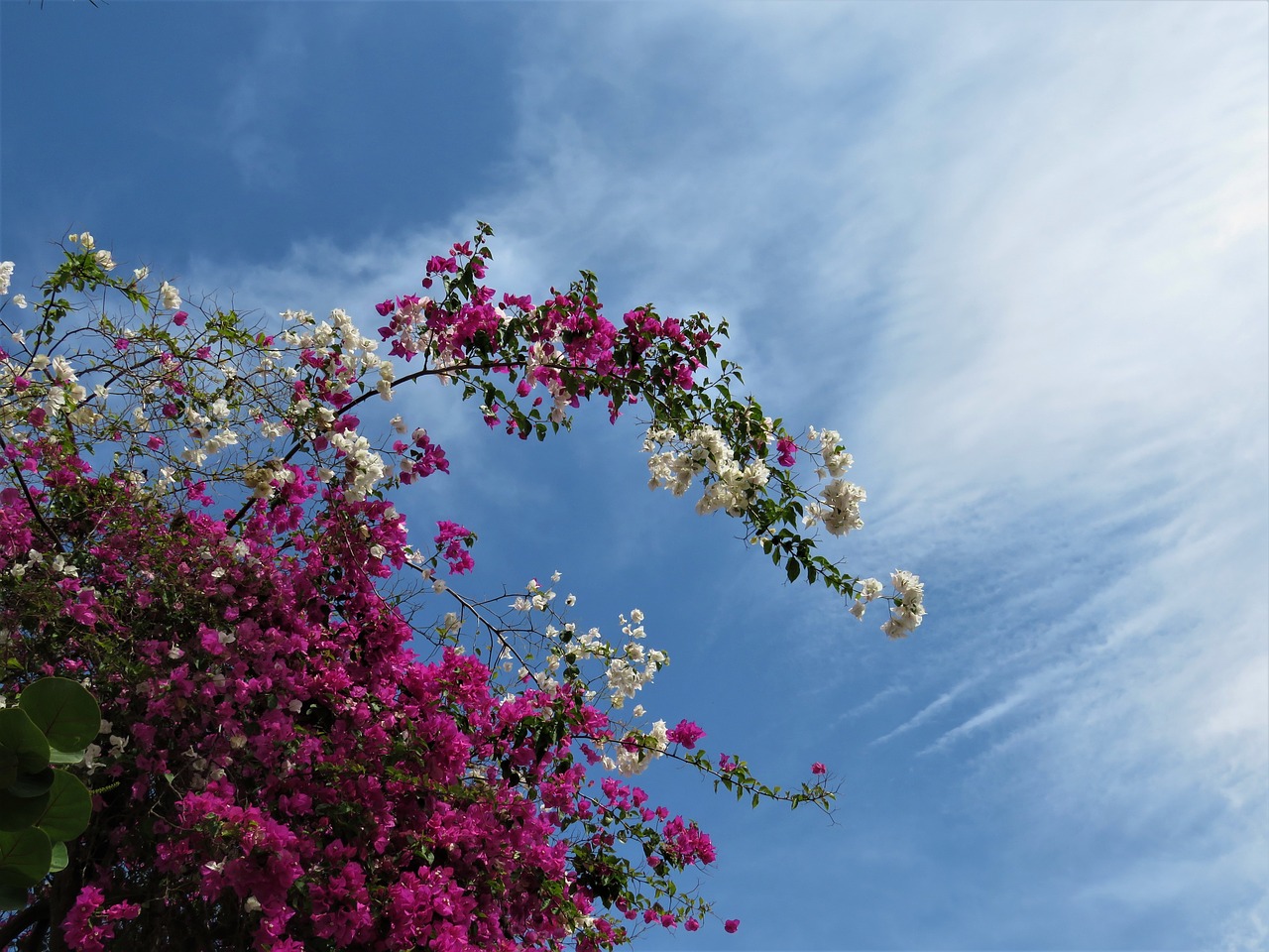 Image - bogondia flowers sky pink flowers