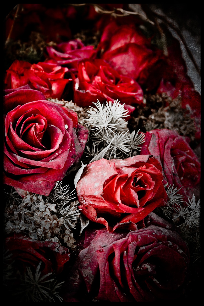 Image - cold nature flowers transience