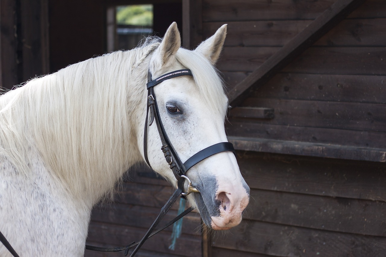 Image - horse equine equestrian animal