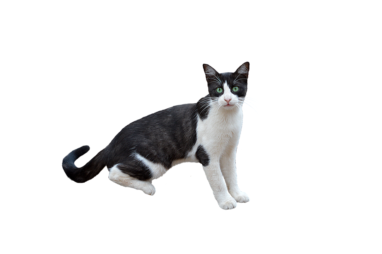 Image - png cat feline kitten bottomless