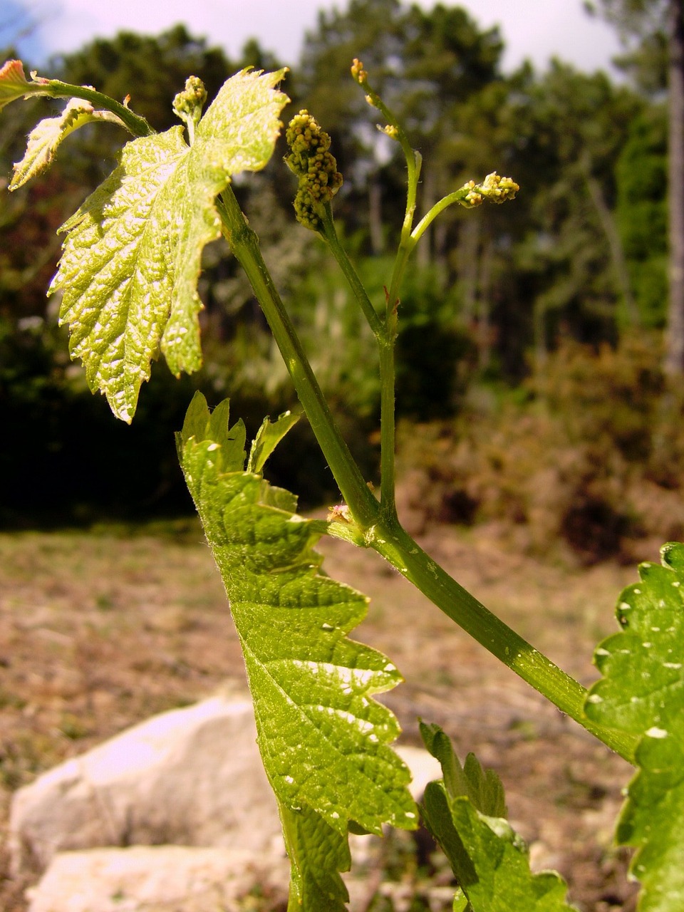 Image - outbreak albariño viticulture