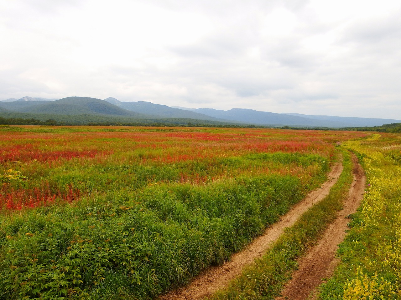 Image - autumn forest fireweed grass field