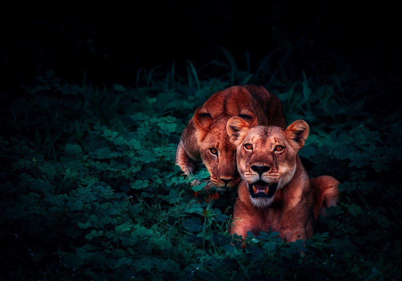 Image - lions cubs pair cute jungle