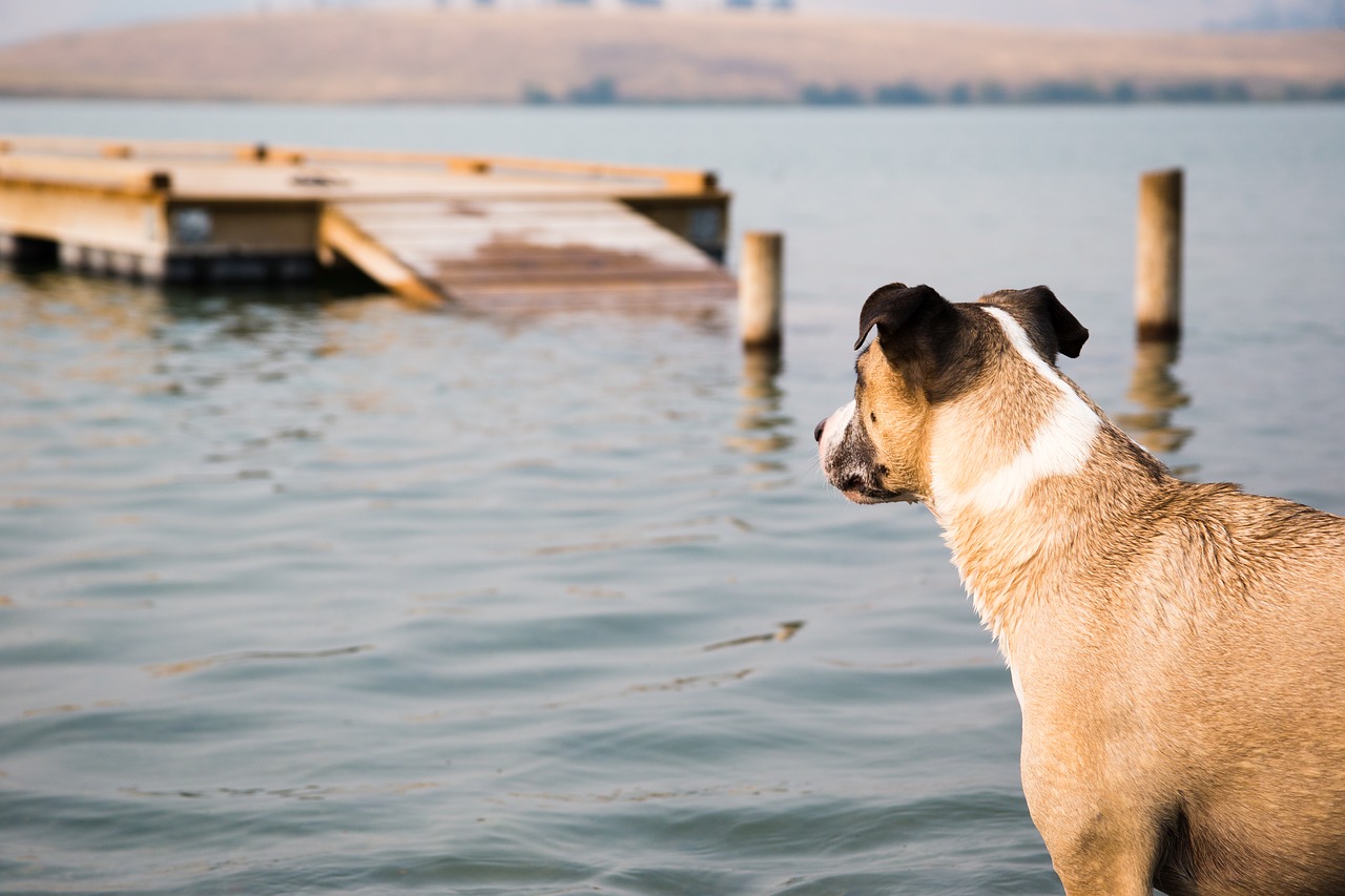 Image - dog lake dock country water