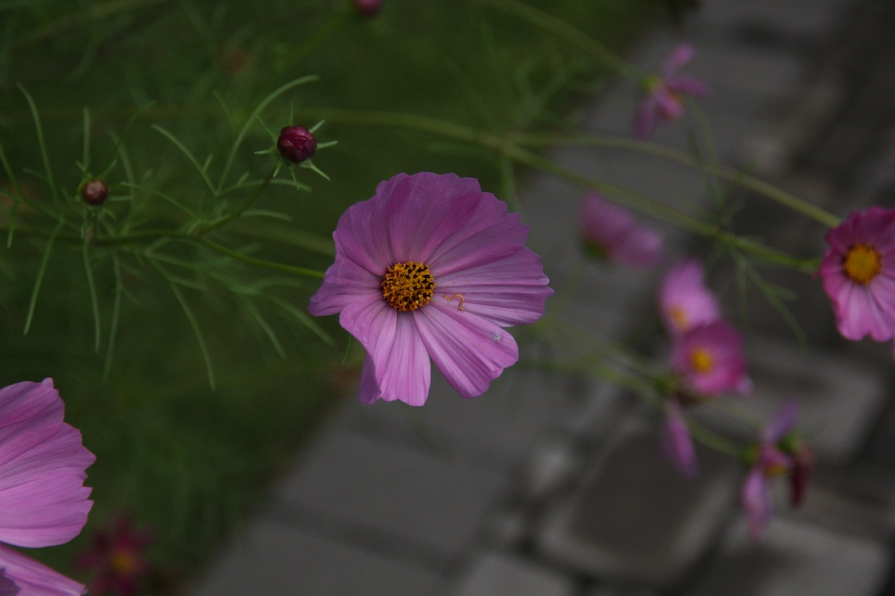 Image - flower cosmo pink inchworm nature