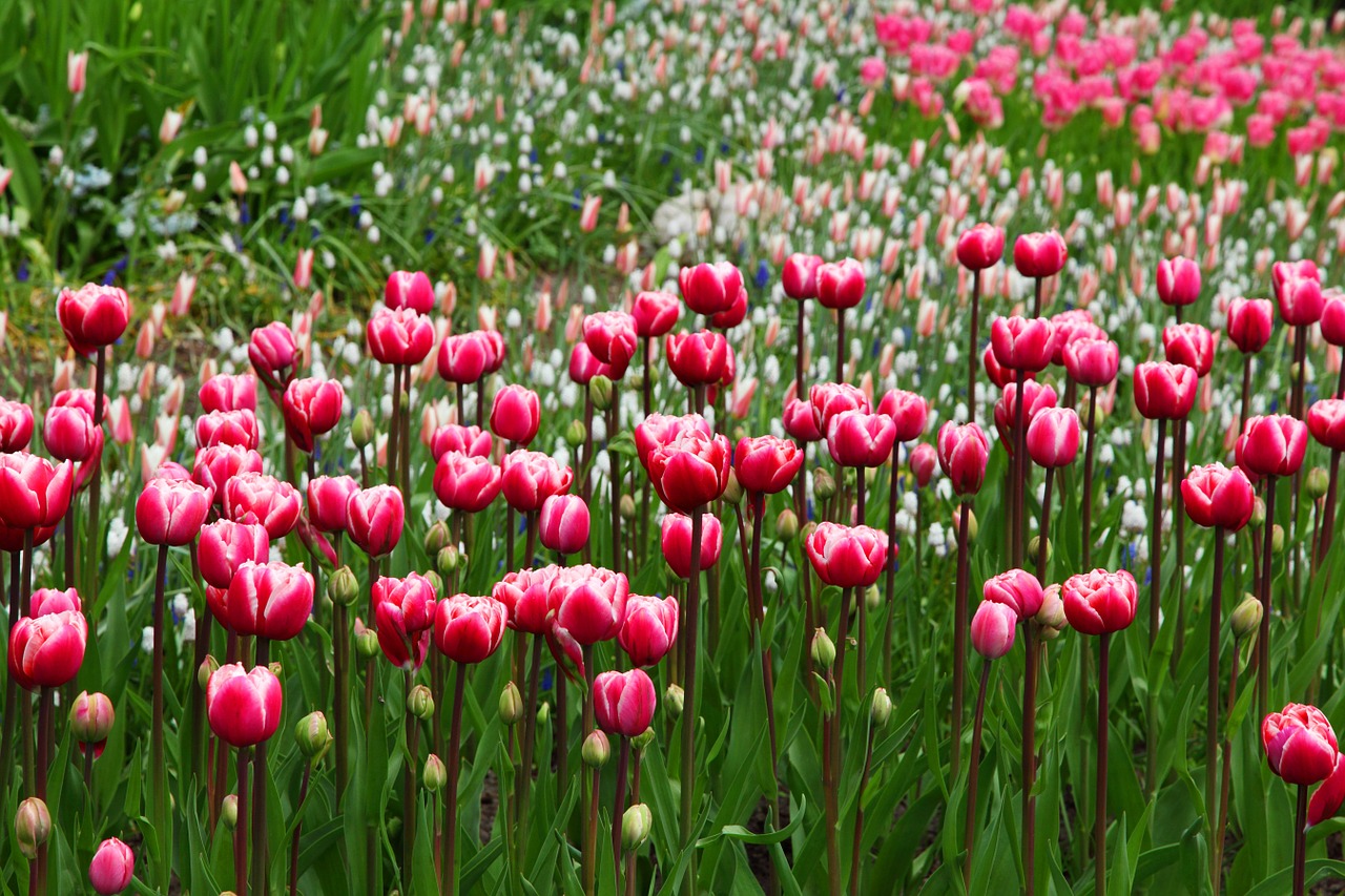 Image - beautiful bloom blossom pink flora