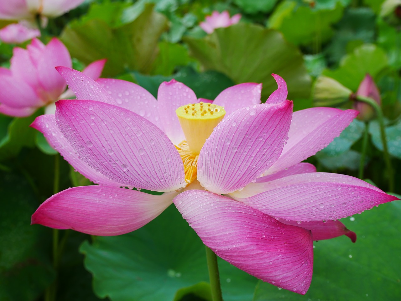 Image - plant lotus rain hubei wuhan