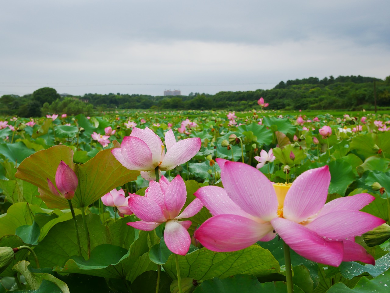 Image - plant lotus rain hubei wuhan