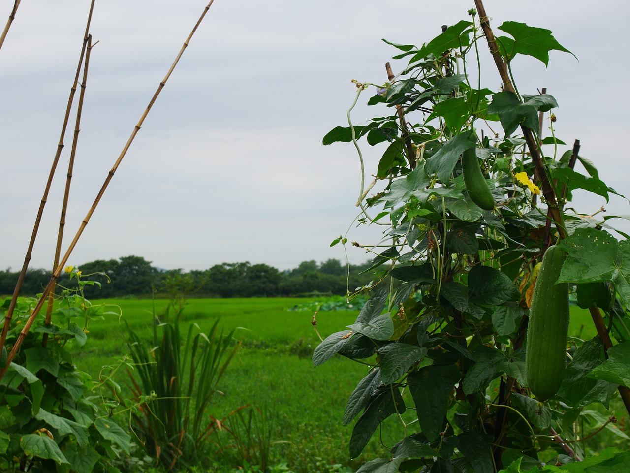 Image - plant luffa cylindrica rain hubei