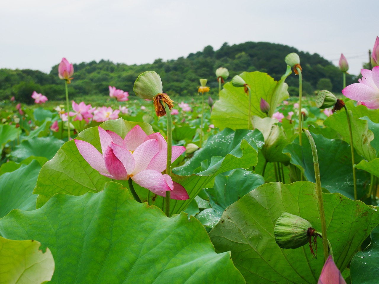 Image - plant lotus rain hubei wuhan