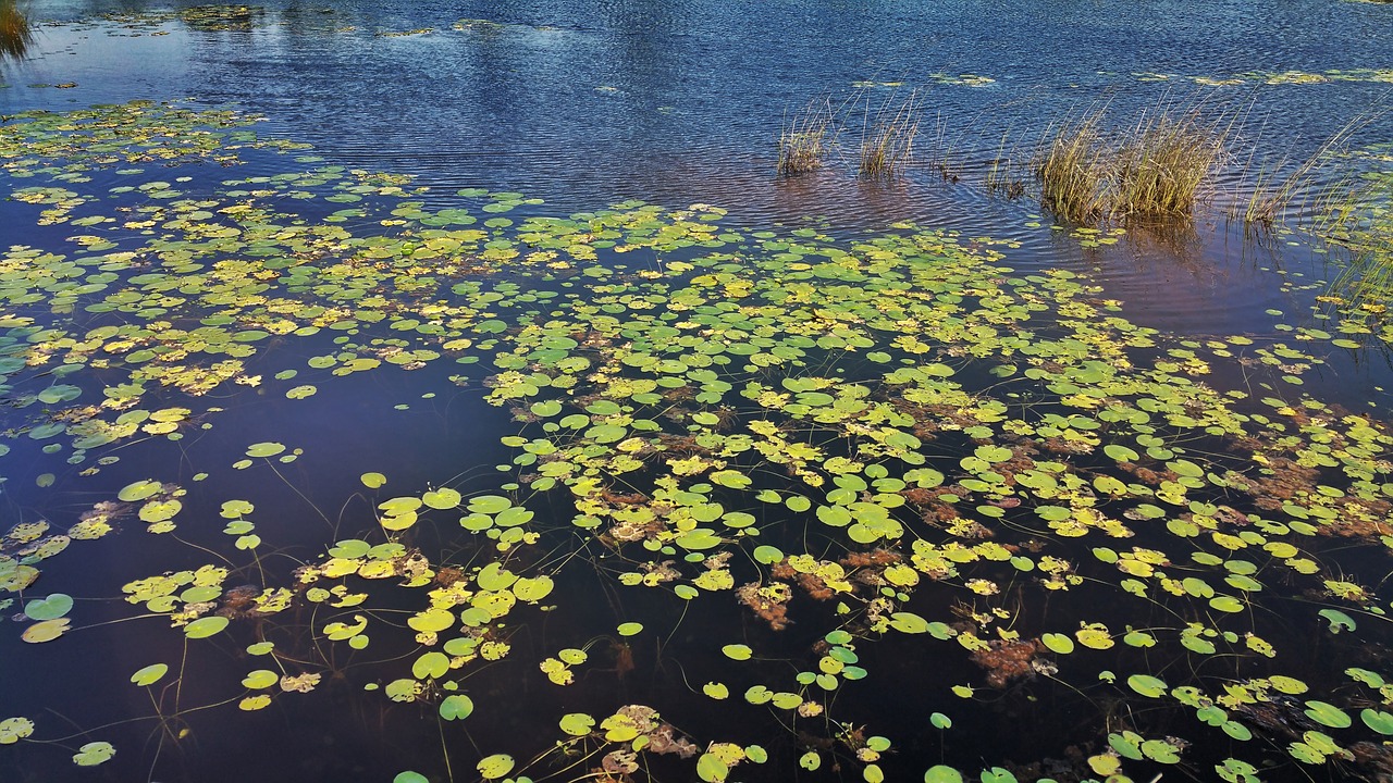 Image - water lilies lily pads belize lake