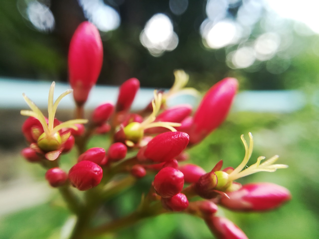 Image - batavia red flowers