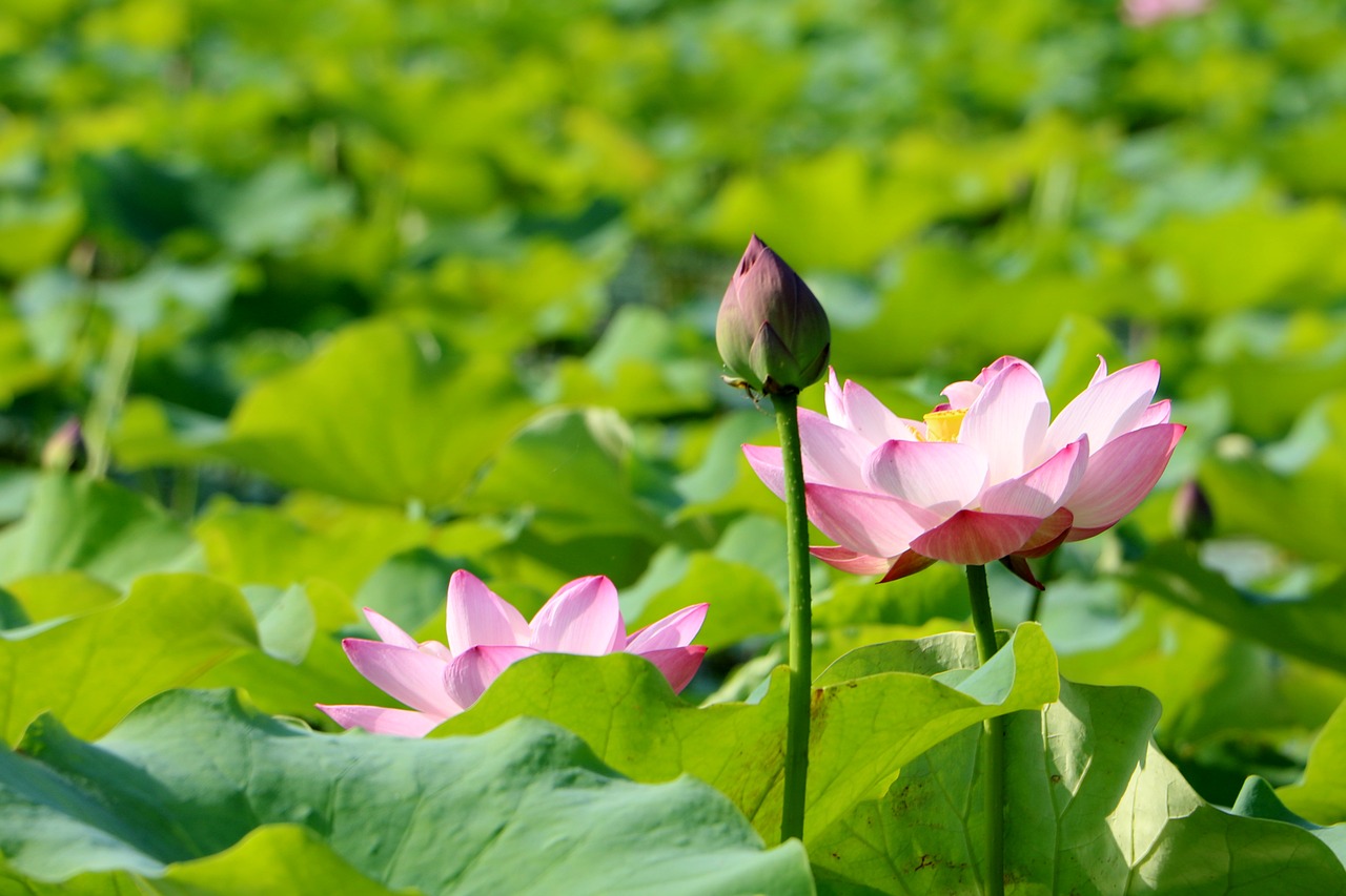 Image - china flower lotus