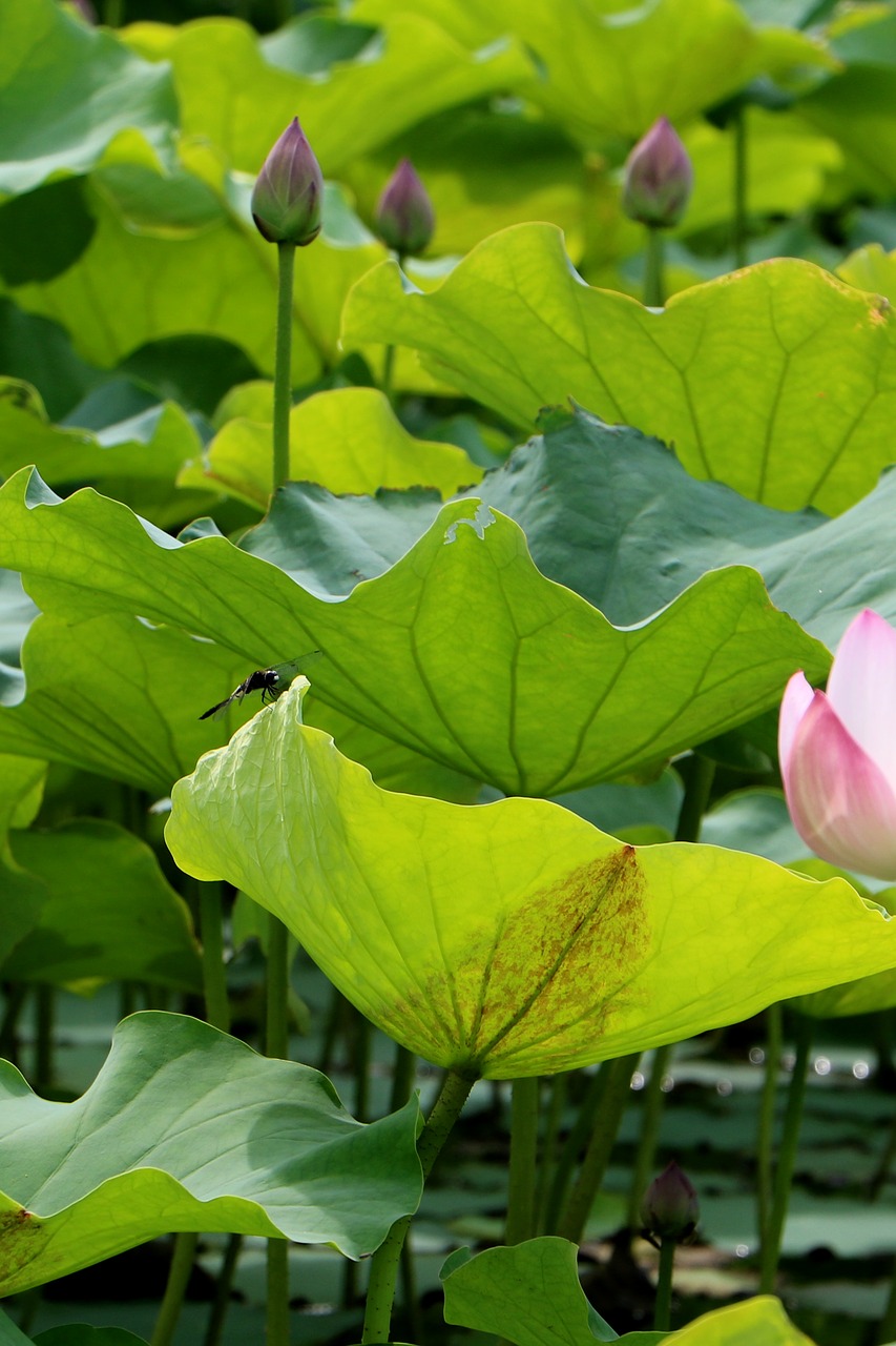 Image - china flower lotus