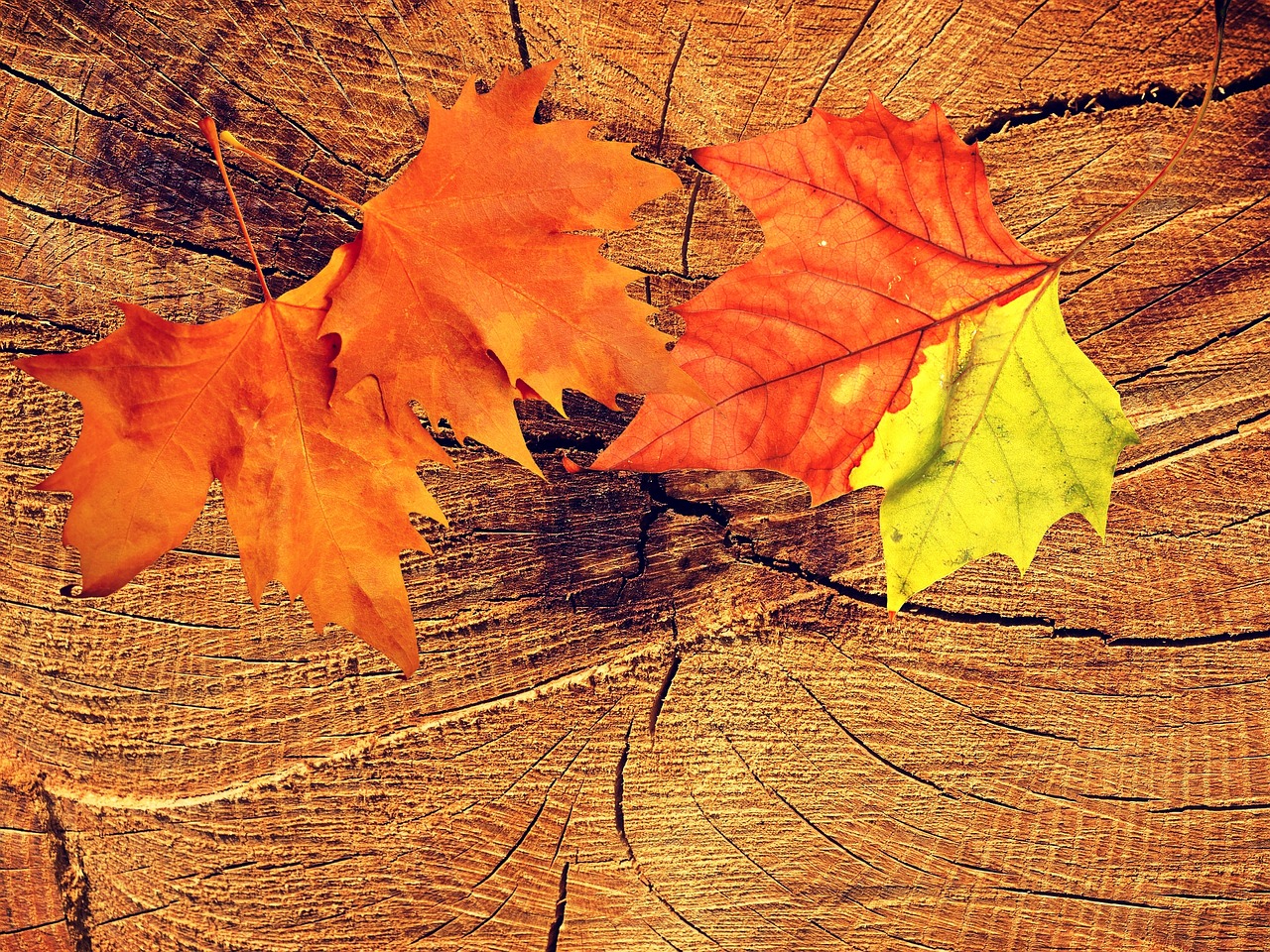 Image - background texture wood