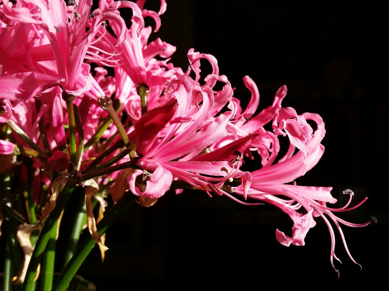 Image - lillium flowers beauty lily plant