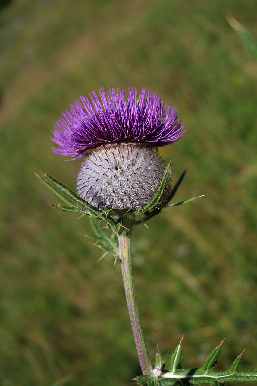 Image - thistle thistles summer meadow