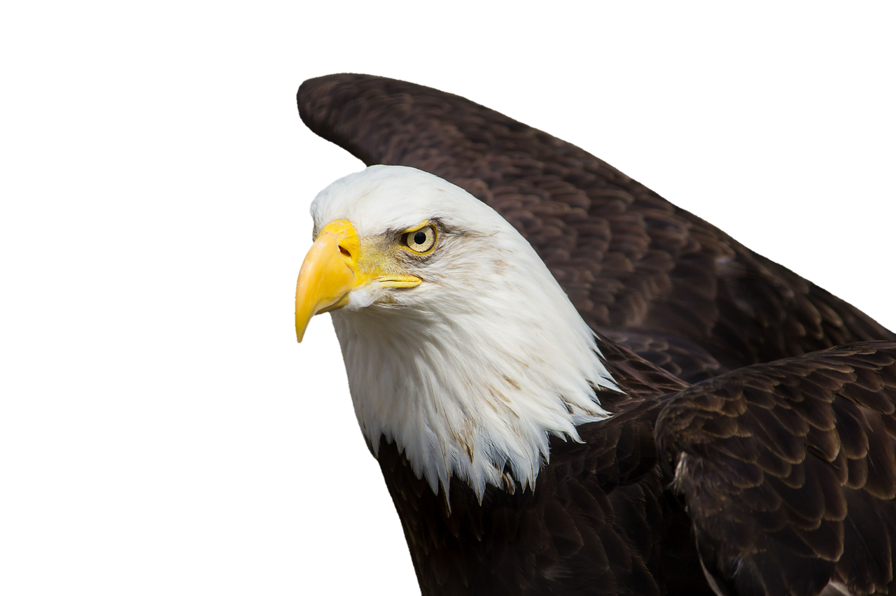 Image - adler bald eagles bird of prey