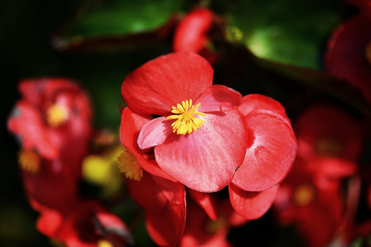 Image - begonias blossom bloom red