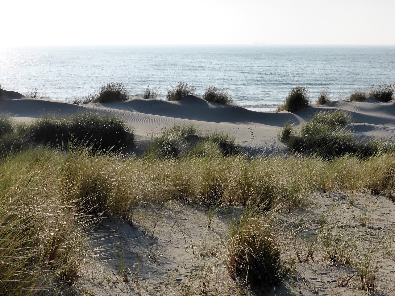 Image - panorama dunes marram grass