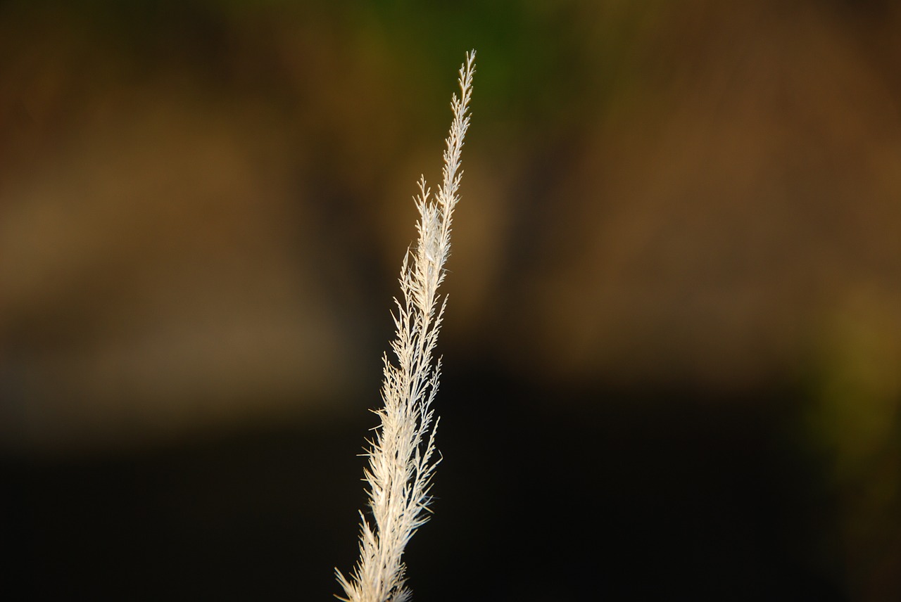 Image - that looks dry and withered grass