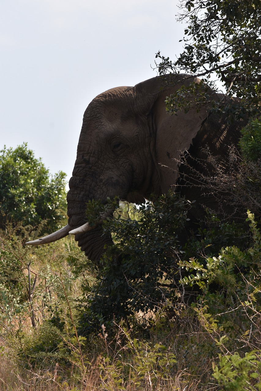 Image - elephant big 5 africa animal