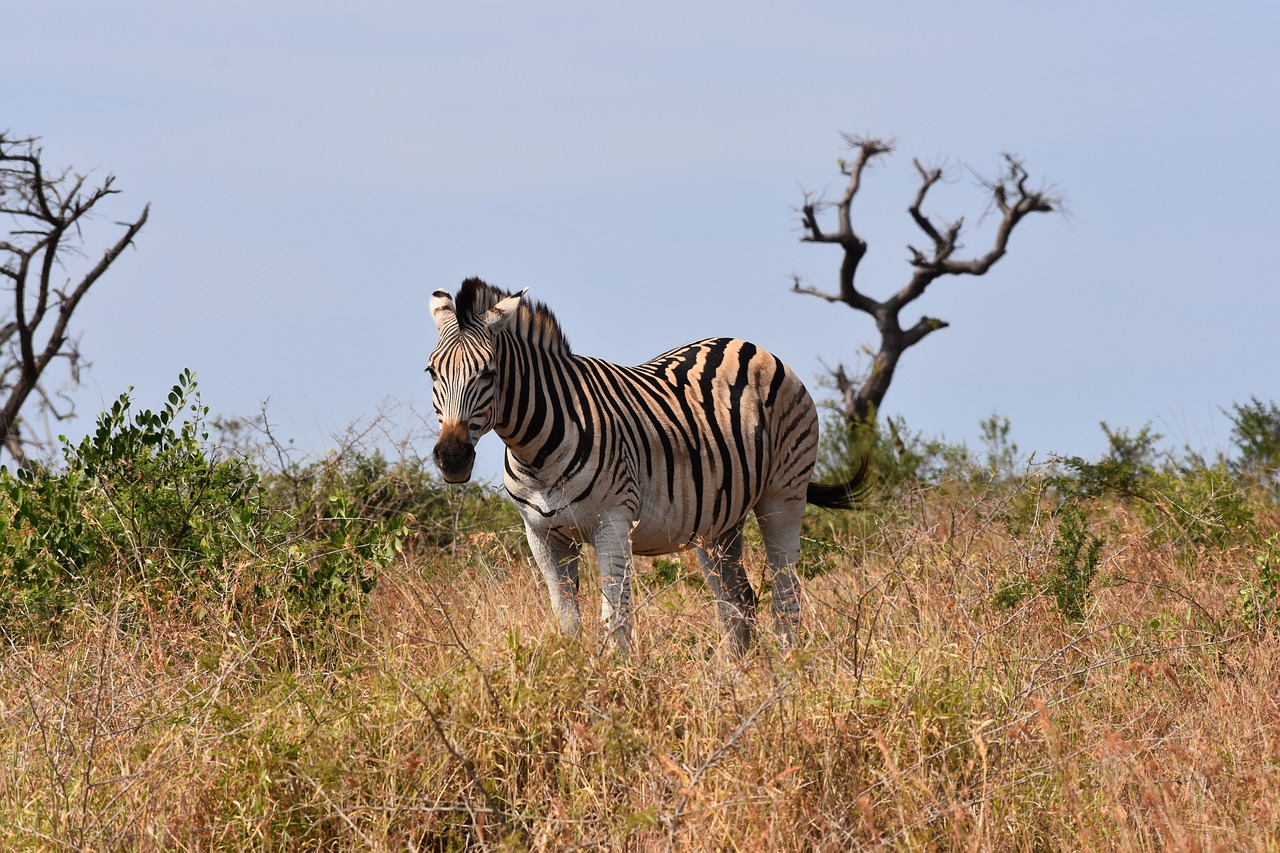 Image - zebra south africa m park wildlife