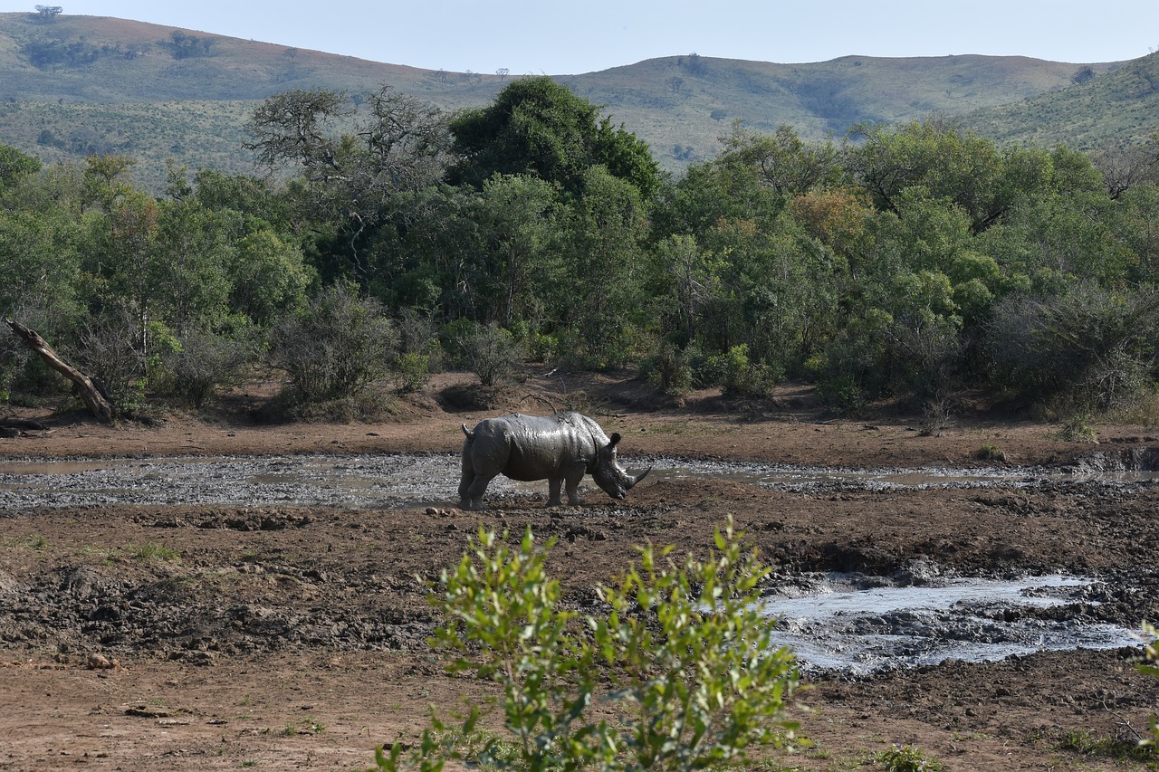 Image - rhino big 5 south africa savanna