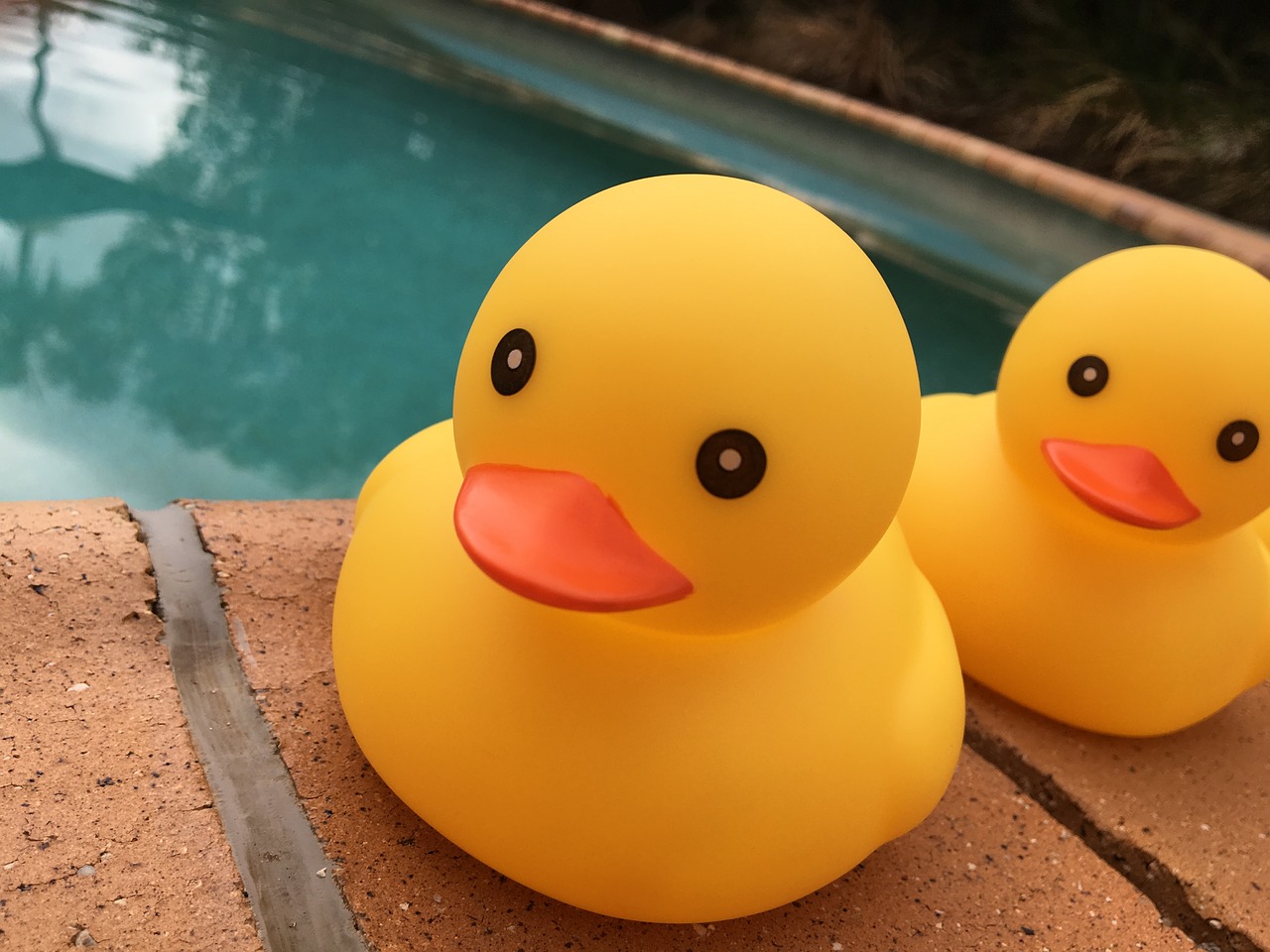 Image - duck toy pool yellow cute rubber