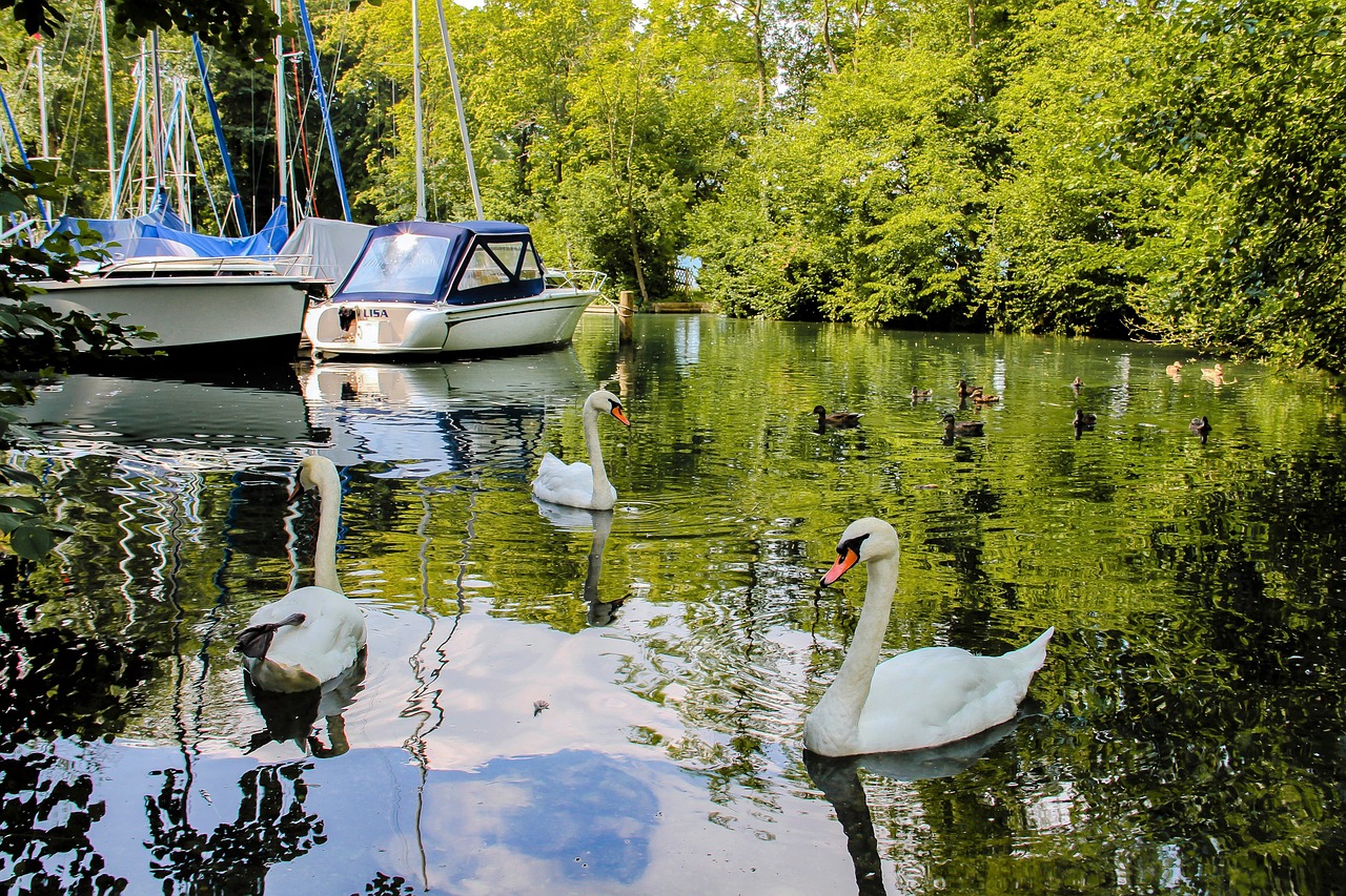 Image - swans water animals reflection