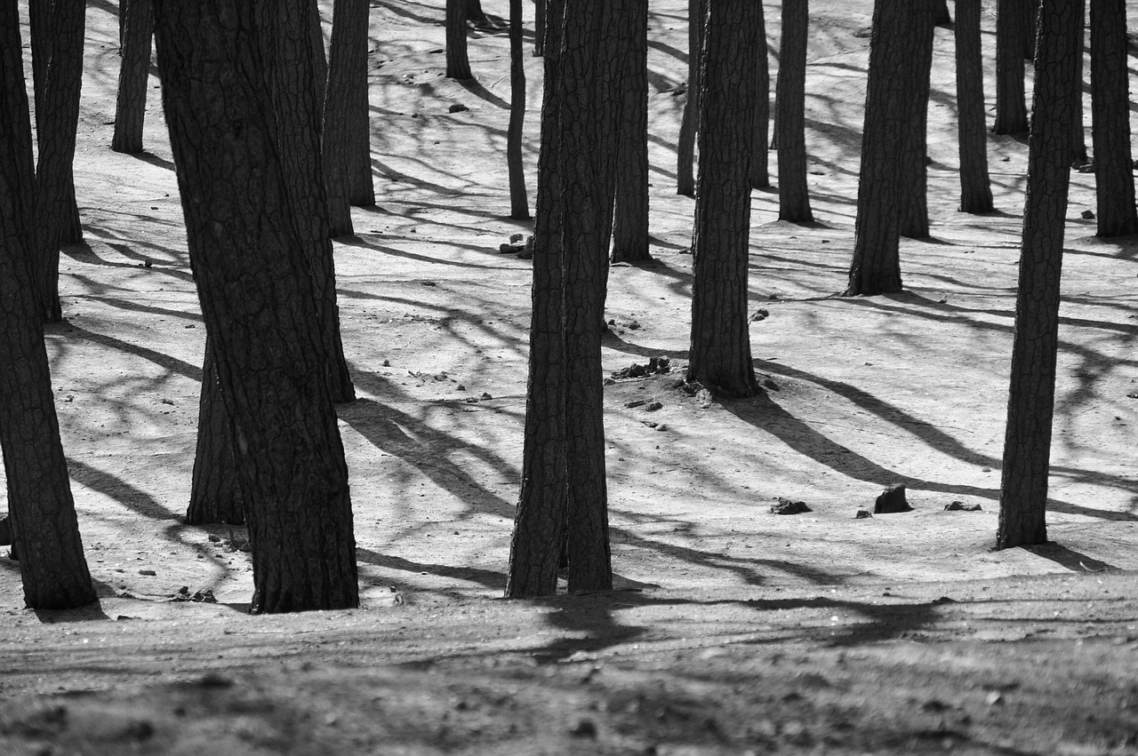 Image - forest gloomy forest fire nature