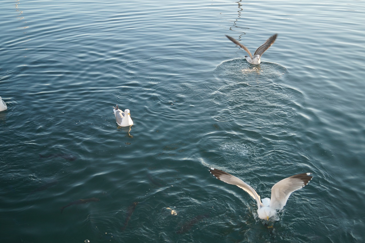 Image - seagulls feeding time