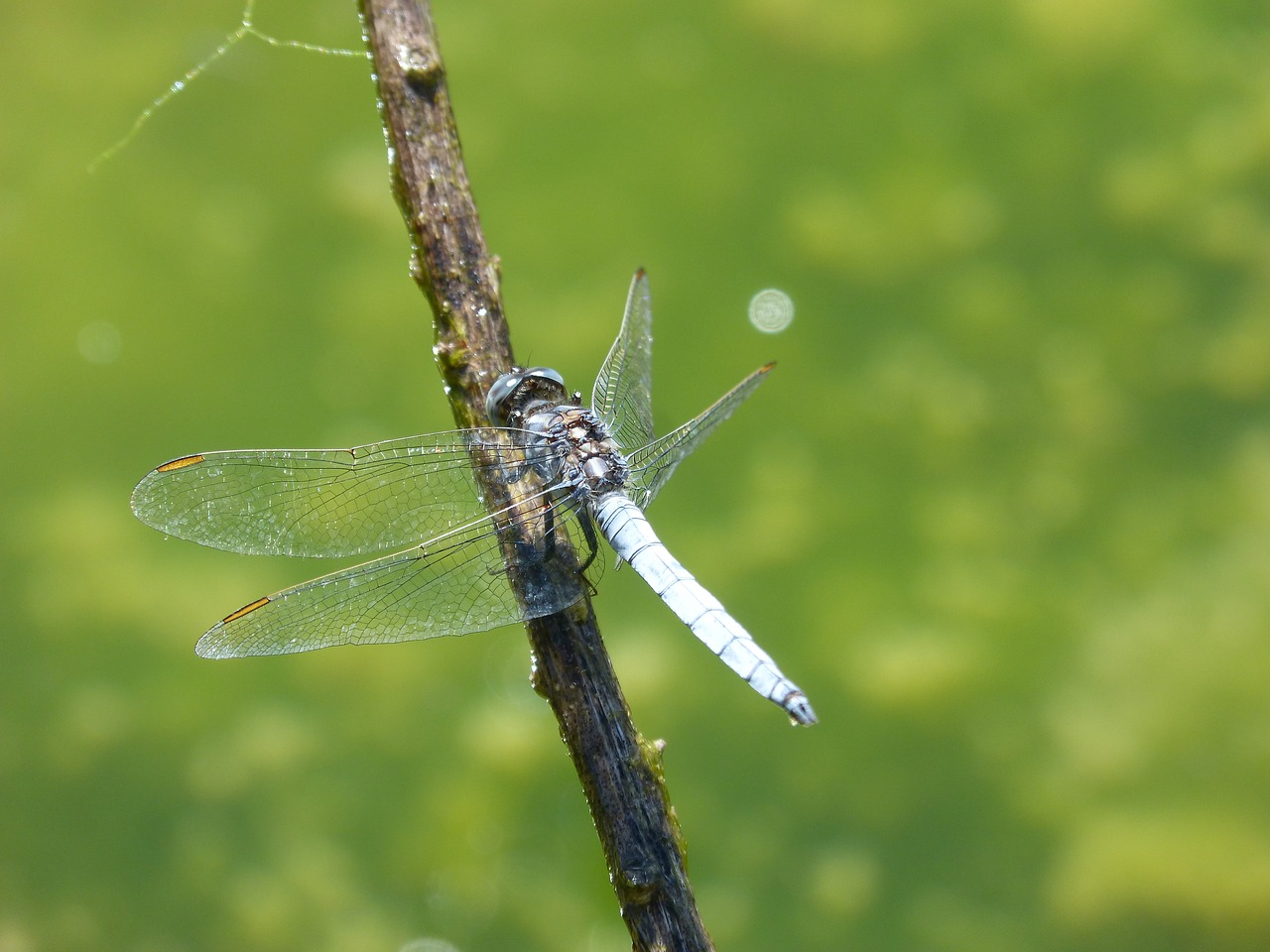 Image - blue dragonfly dragonfly branch