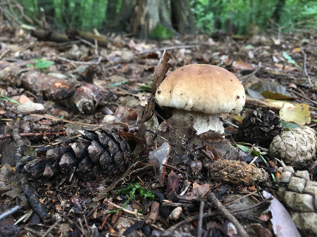 Image - mushrooms chestnut boletus boletus