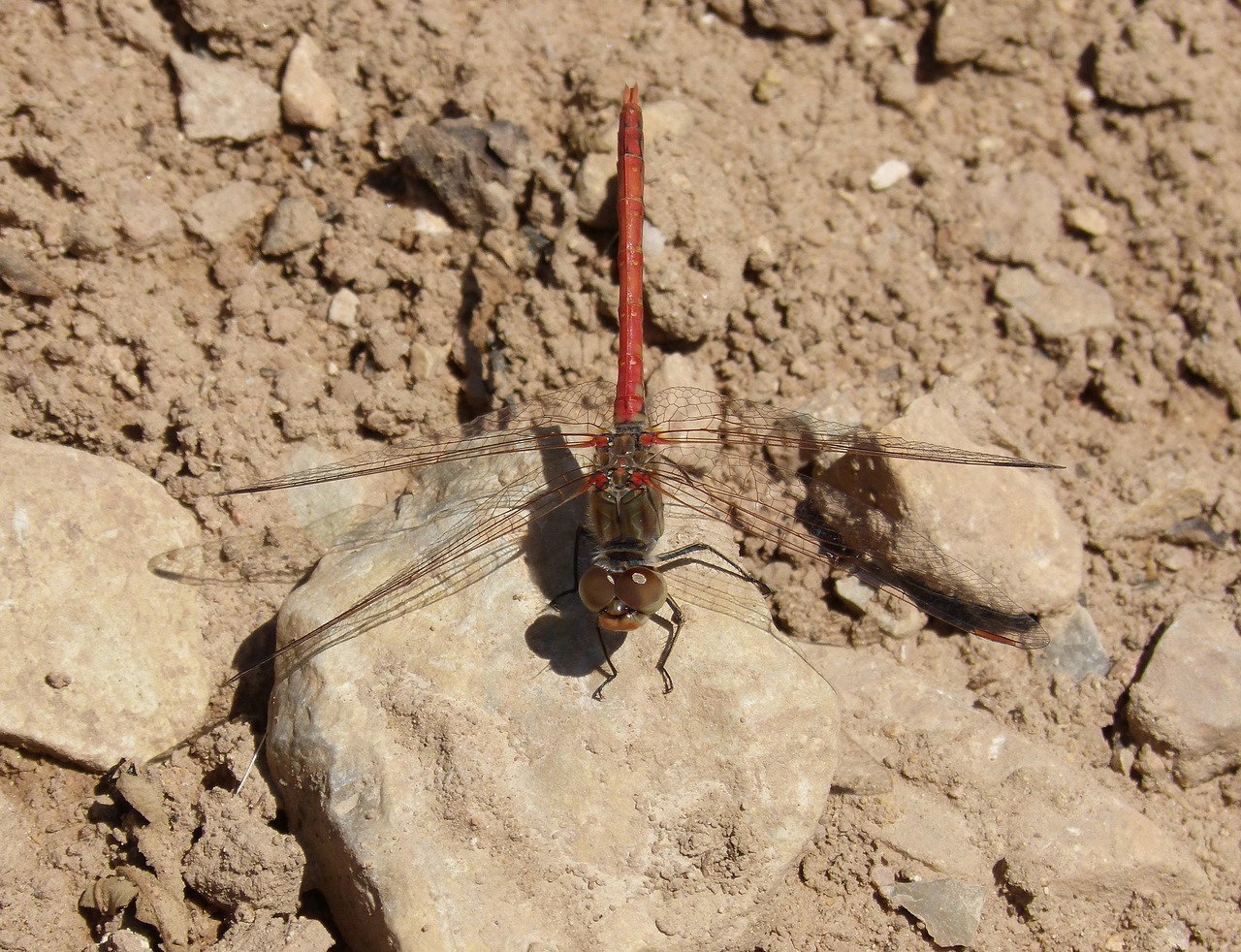 Image - dragonfly lbélula red