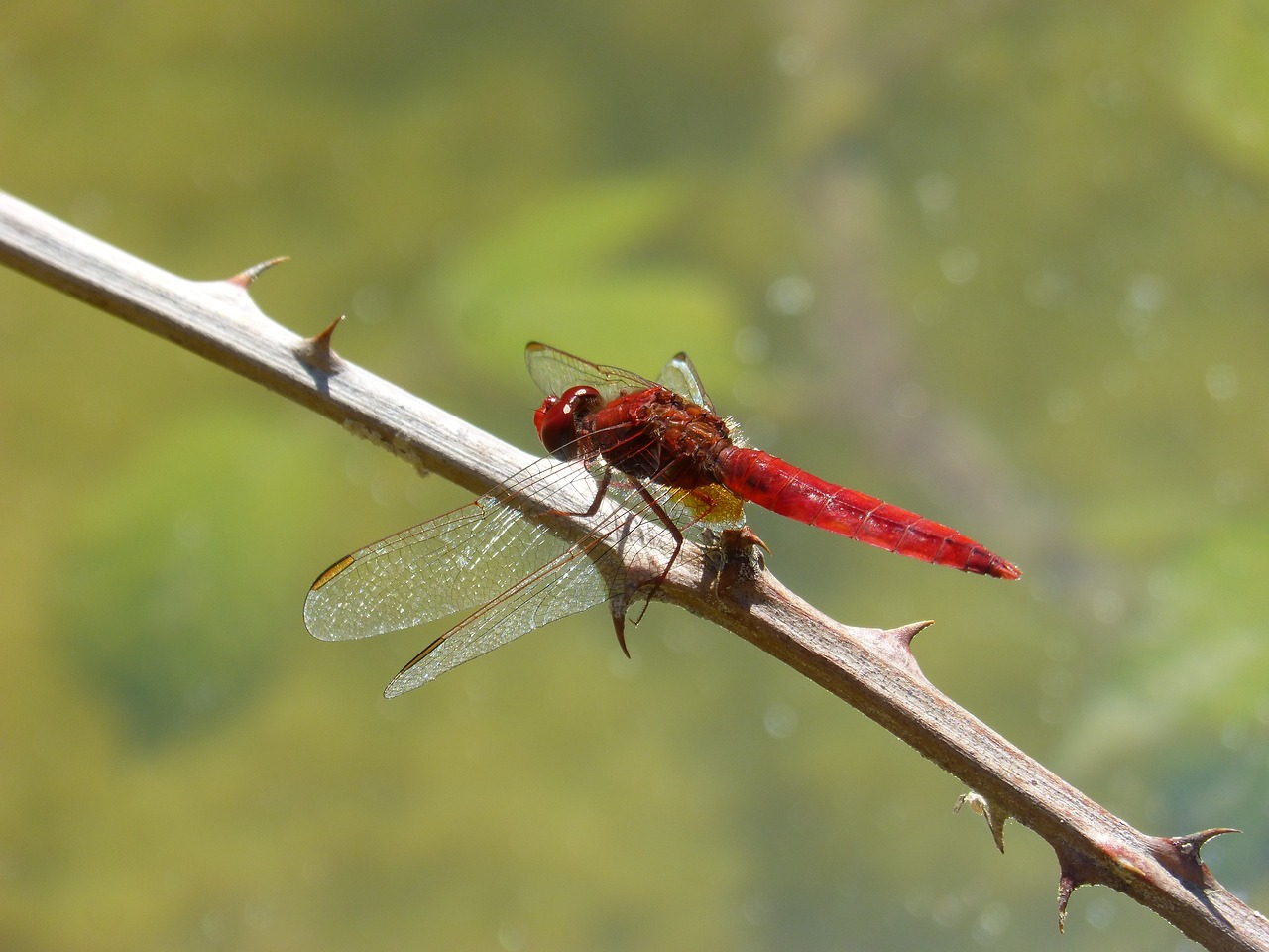 Image - red dragonfly dragonfly branch