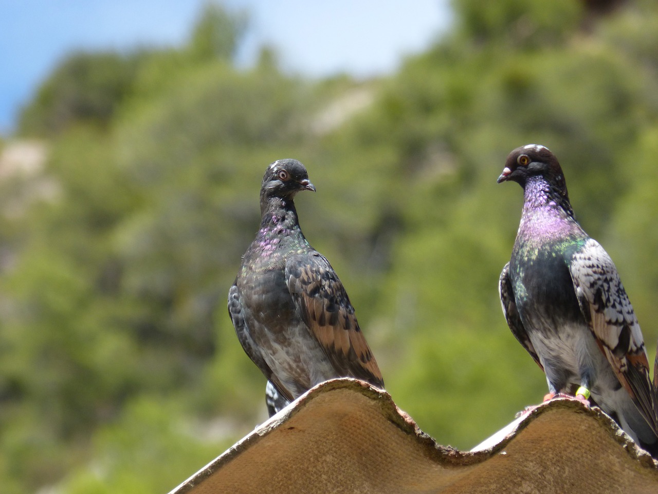 Image - pigeons couple uralita freedom