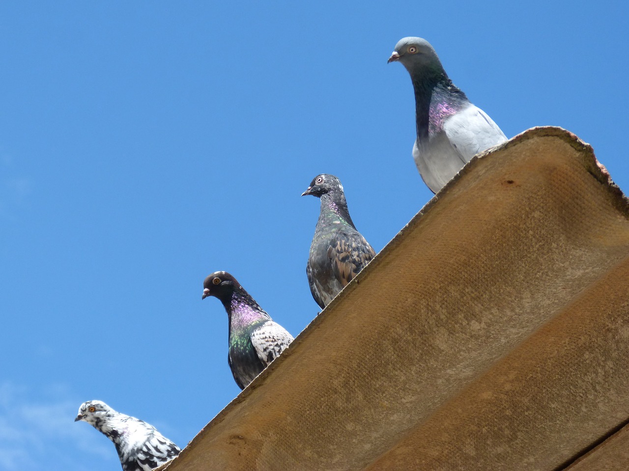 Image - pigeons quartet lookout uralita