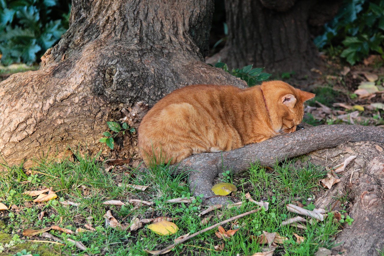 Image - autumn september 1 sorrow cat