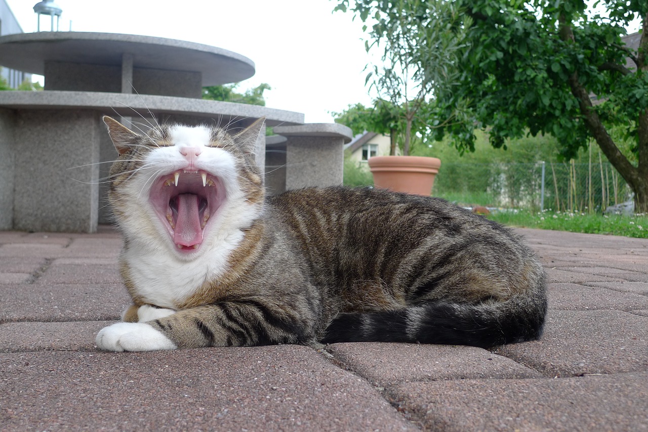 Image - cat yawn tongue tooth sleepy foot